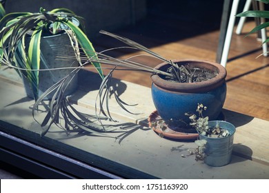 Dying Plants On Window Sill During COVID-19 Lockdown