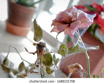 Dying Rose Plant But Alive