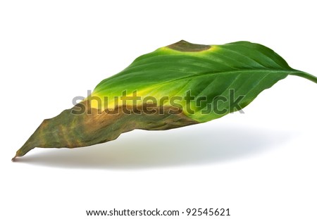 Dying and rotting leaf isolated on white
