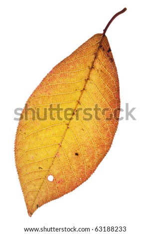 Dying and rotting leaf symbolizing autumn.