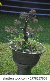 A Dying Spruce Shrimp Bonsai In A Park