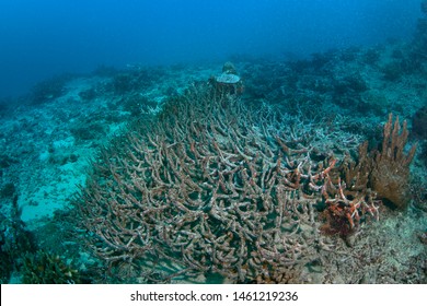 Dying Staghorn Corals In Beqa Lagoon, Fiji. A Region That Was A Thriving Coral Reef Is  Now Desolate. 2017 