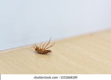 Dying And Struggling Cockroach Lie On Back From Pest Killer On The Floor