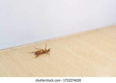 Dying And Struggling Cockroach Lie On Back From Pest Killer On The Floor