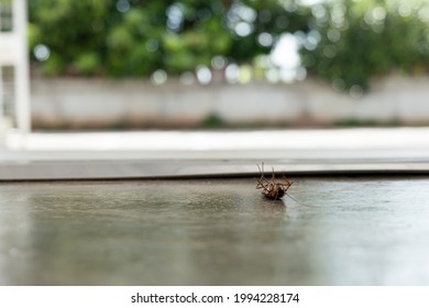 Dying And Struggling Cockroach Lie On Back From Pest Killer On The House Floor.