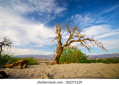 A dying tree clings to life in the sand dunes of California's Death Valley.