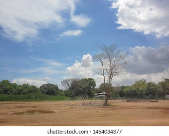 Dying Tree To Live Again After The Rain