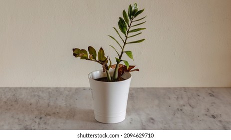 Dying Zamioculcas plant in a pot