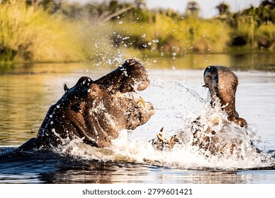 Dynamic action shot capturing the moment two dominant male hippopotamuses fight with jaws wide.