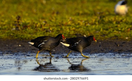 Dynamic action shot of a pair of Common Moorhens (Gallinula chloropus) foraging along a muddy wetland shoreline, showcasing beautiful water reflections in golden light. Highlighting avian interaction, wetland biodiversity, and fragile aquatic ecosystems, this high-resolution image is a powerful visual asset for future environmental conservation campaigns, ornithology publications, and eco-tourism media.