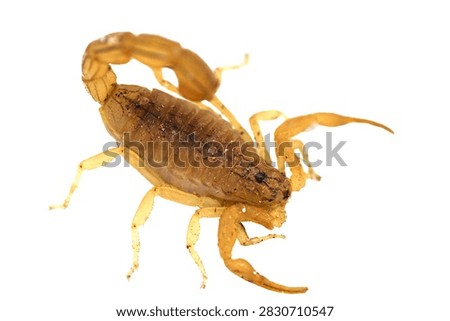 Dynamic attack pose of deadly yellow desert scorpion with raised sting isolated on transparent background cut out png file copy text space