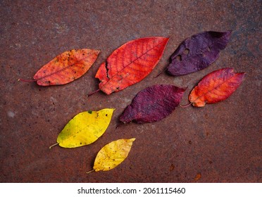 Dynamic Background Of Autumn Foliage. Bird Cherry. Foliage. Autumn.