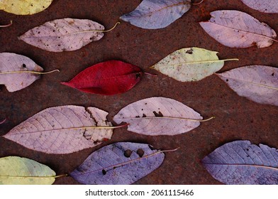 Dynamic Background Of Autumn Foliage. Bird Cherry. Foliage. Autumn. Red.