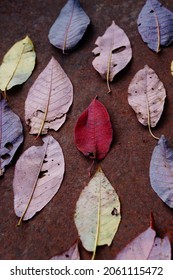 Dynamic Background Of Autumn Foliage. Bird Cherry. Foliage. Autumn. Red.