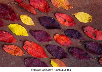 Dynamic Background Of Autumn Foliage. Bird Cherry. Foliage. Autumn.