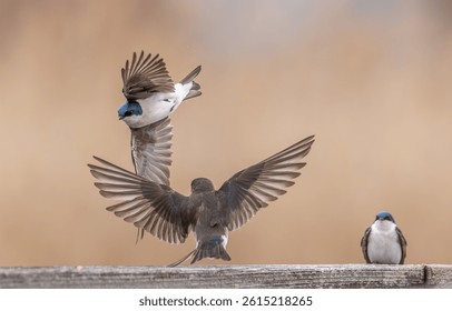 A dynamic capture of three tree swallows interacting on a wooden rail. One bird perches calmly while two others engage mid-air with wings spread, creating a moment full of motion and energy.