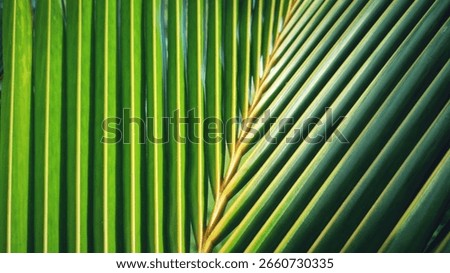 A dynamic and detailed close-up of two overlapping coconut palm fronds, creating a striking visual contrast between their vertical and diagonal parallel lines. The rich shades of green