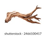 A dynamic driftwood piece with intricate twists and a smooth texture isolated