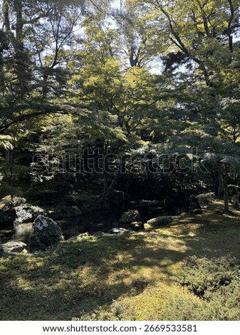 Dynamic equilibrium of pine trees and streams