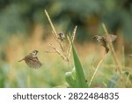 Dynamic flock interaction of Eurasian Tree Sparrows with two birds hovering in flight around a perched individual on a flowering corn stalk