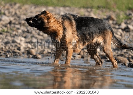 A dynamic horizontal action shot of a German Shepherd dog standing in shallow water and shaking its body to dry off. Capturing a spray of water droplets mid-air against a blurred background of river stones and greenery.