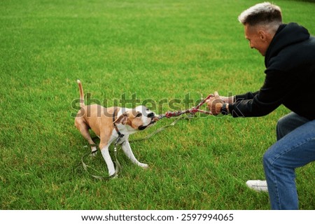 Dynamic interaction between a young man and his American Bulldog, playing tug-of-war on a sunny day, captures the essence of summer fun.
