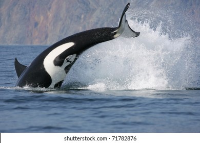 Dynamic Jump Of Killer Whale Hunting Fish