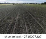 Dynamic low-angle aerial shot capturing the beginning of the growing season, showing small, young crop plants (likely soybeans or corn) planted in precise, long parallel rows. The rows stretch deep into the distance towards the horizon. The image emphasizes the scale, precision, and organization of modern, large-scale row-crop farming in Uruguay.