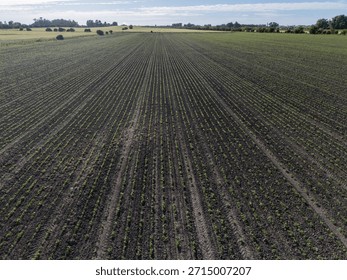 Dynamic low-angle aerial shot capturing the beginning of the growing season, showing small, young crop plants (likely soybeans or corn) planted in precise, long parallel rows. The rows stretch deep into the distance towards the horizon. The image emphasizes the scale, precision, and organization of modern, large-scale row-crop farming in Uruguay.