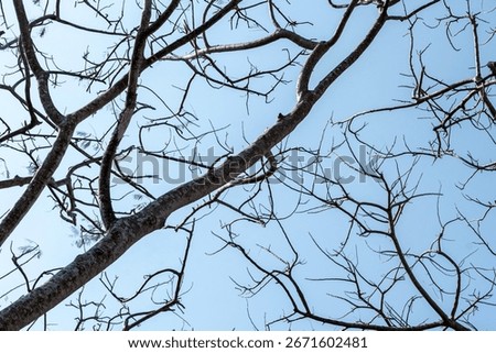 A dynamic low-angle shot of intricate, leafless tree branches creating a complex natural pattern against a solid bright blue sky.