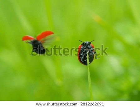 Dynamic macro of a red ladybug (Coccinellidae) clinging to a grass blade while another ladybug flies in the blurred background, bug life