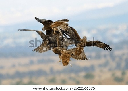 A dynamic mid-air scene captures a small flock of Black Kites fiercely contesting a scrap of food. Four individuals tumble and twist against a soft, blurred background of distant hills.