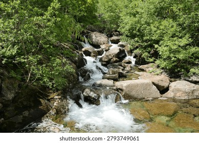 Dynamic mountain stream flowing over rocks in a lush green forest with a crystal clear water pool showing stones underwater