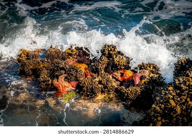 A dynamic scene of a rocky intertidal zone teeming with colorful marine organisms as waves surge and recede
