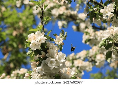 Dynamic Shot Of A Bumblebee In Mid-Flight, Approaching A Delicate White Apple Blossom Cluster For Pollination. Springtime Insect Activity In An Orchard Against Blue Sky.