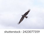 Dynamic shot captures the elegance of a Black Kite (Milvus migrans) in mid-flight, showcasing its grace and aerial prowess."