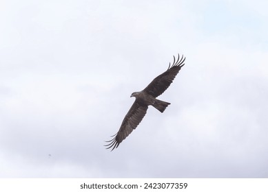 Dynamic shot captures the elegance of a Black Kite (Milvus migrans) in mid-flight, showcasing its grace and aerial prowess.
