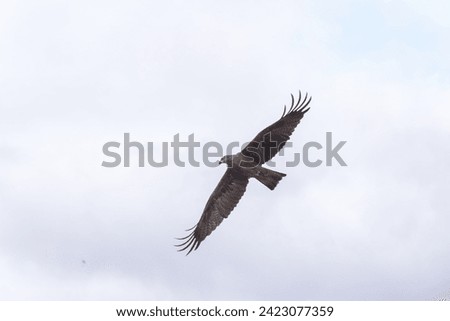 Dynamic shot captures the elegance of a Black Kite (Milvus migrans) in mid-flight, showcasing its grace and aerial prowess."