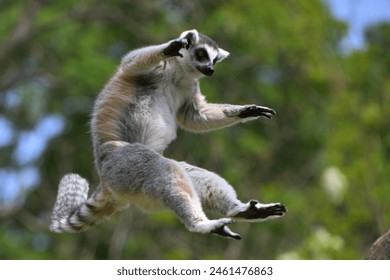 A dynamic shot of a ring‑tailed lemur captured mid‑air as it leaps through lush green foliage. The image highlights agility, wildlife behavior, and the energetic movement of this iconic Madagascar species, making it ideal for nature, conservation, and educational uses.