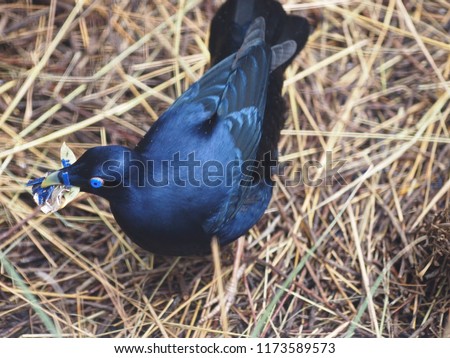 Dynamic Spirited Male Satin Bowerbird Collecting Objects for His Elaborate Bower.         