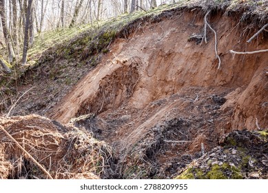 Dynamic spring erosion captures a recent sandy landslide reshaping a gully wall. Exposed earth, entangled roots, and bare trees reveal nature's raw, powerful forces