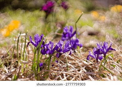 A dynamic spring scene featuring purple Iris reticulata flowers navigating through a foreground of dry straw. The composition creates a sense of movement as if the blooms are journeying toward their blurred illusory companions in the distance. The vintage lens produces a swirling otherworldly bokeh effect blending reality with a dreamlike vision