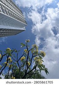 A dynamic vertical low-angle shot showcasing a white modern skyscraper on the upper left, juxtaposed with the reaching branches of a blooming yellow plumeria (frangipani) tree below. The vibrant yellow flowers and lush green leaves look upward into a bright blue sky filled with heavy, textured white and grey clouds.