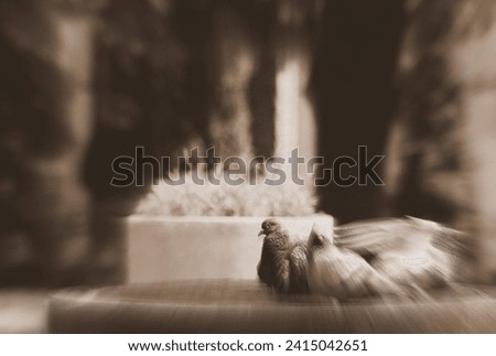 Dynamic view,pigeons in central squere