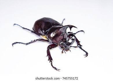 182 Stag beetle pupa Images, Stock Photos & Vectors | Shutterstock