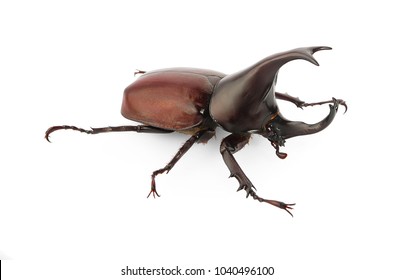 127,216 Beetle On White Background Images, Stock Photos & Vectors ...