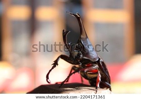 Similar – Image, Stock Photo Close up of Dynastinae beetle, brown insect. Ecuador