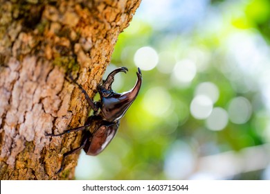 Dynastinae or rhinoceros beetles or fighting beetles on the tree with nature blurred background. Rhinoceros beetle, Hercules beetle.