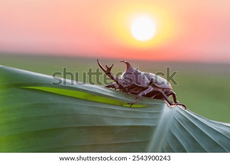 Similar – Image, Stock Photo Close up of Dynastinae beetle, brown insect. Ecuador