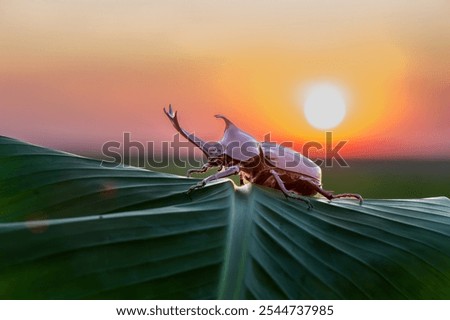 Similar – Image, Stock Photo Close up of Dynastinae beetle, brown insect. Ecuador